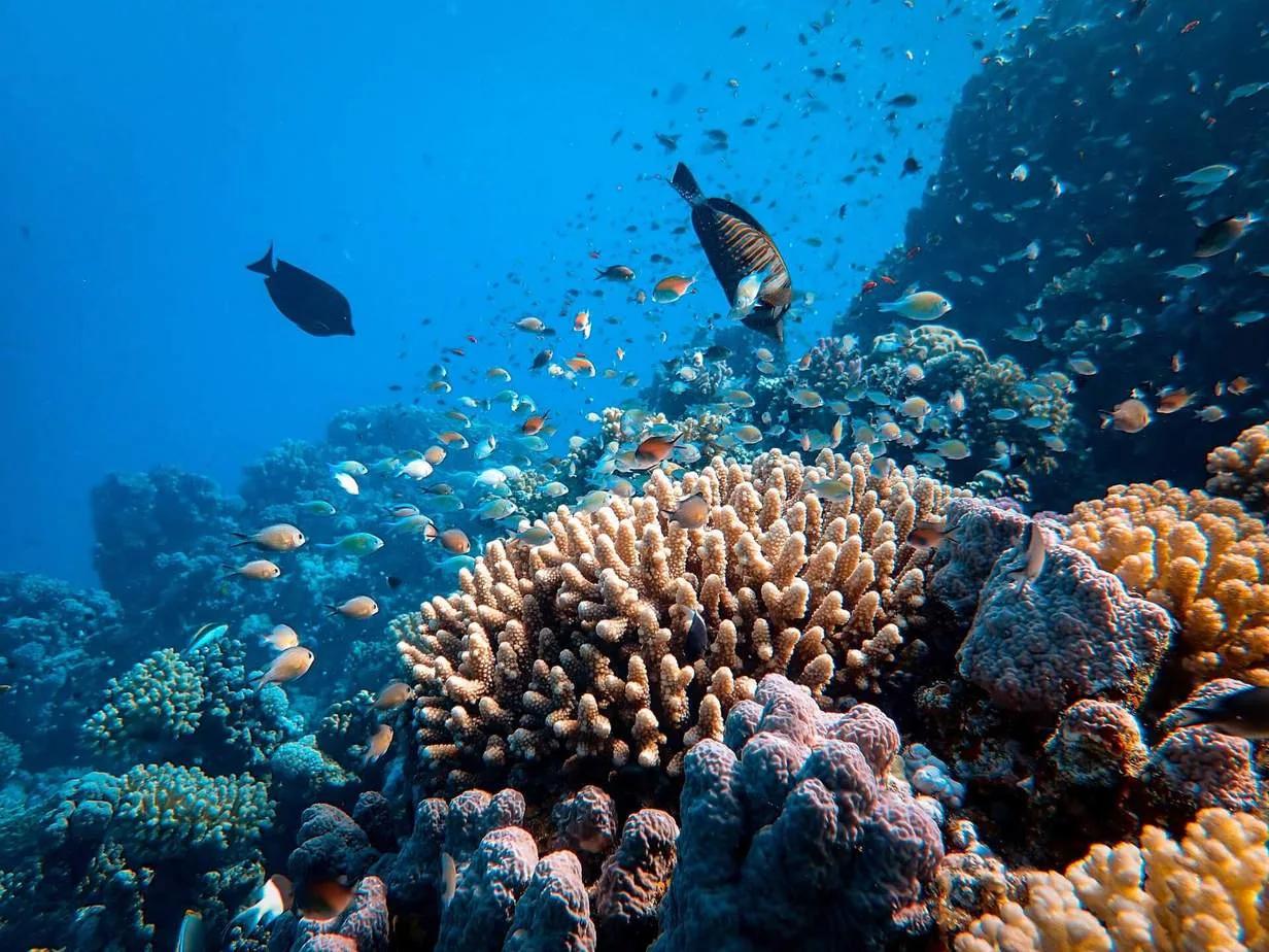 introductory dive (1 dive) + unlimited snorkeling pulau payar marine park introductory dive (1 dive) + unlimited snorkeling pulau payar marine park