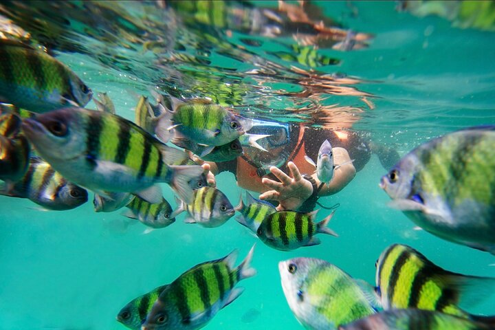 unlimited snorkeling pulau payar marine park unlimited snorkeling pulau payar marine park
